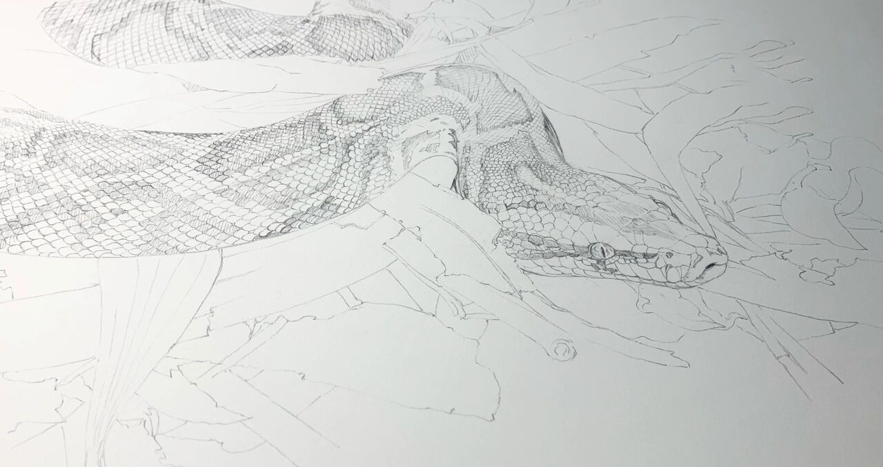 手绘大自然-蟒蛇