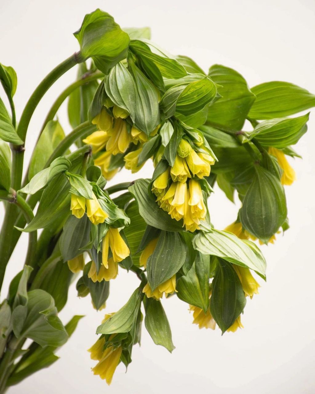 《咏万寿竹》 拉丁名:disporum uniflorum 百合科 liliaceae