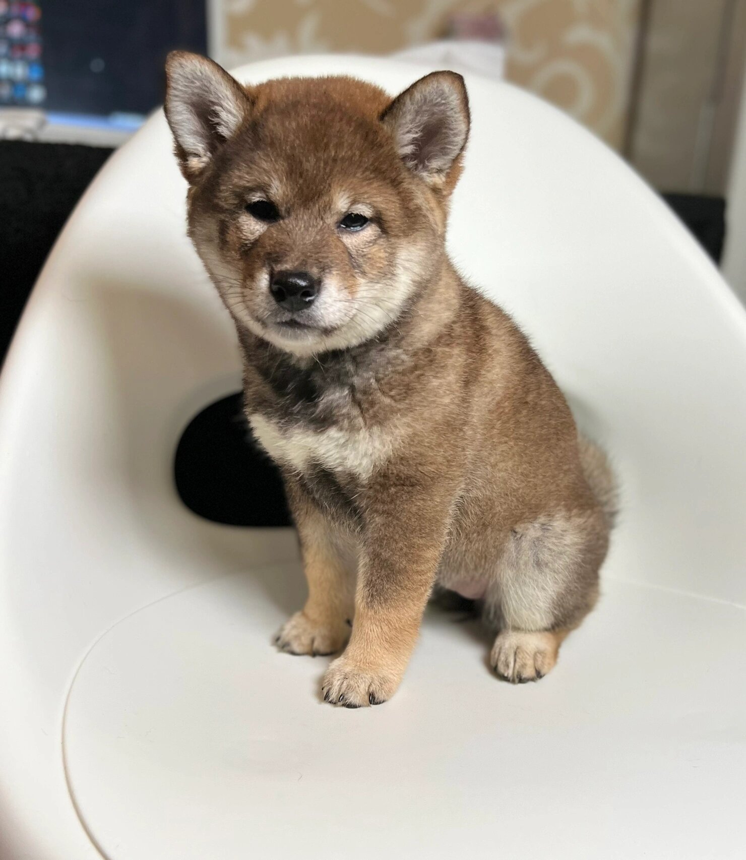 敲重点分析胡麻柴犬 不是有黑毛就是胡麻,小红薯们!