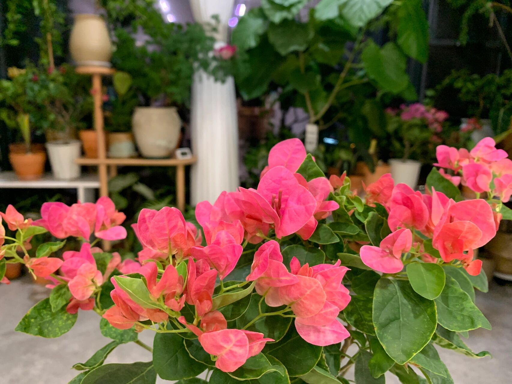 西瓜红三角梅比不甜西瓜更好看 西瓜红这个颜色,我觉得比不甜西瓜更