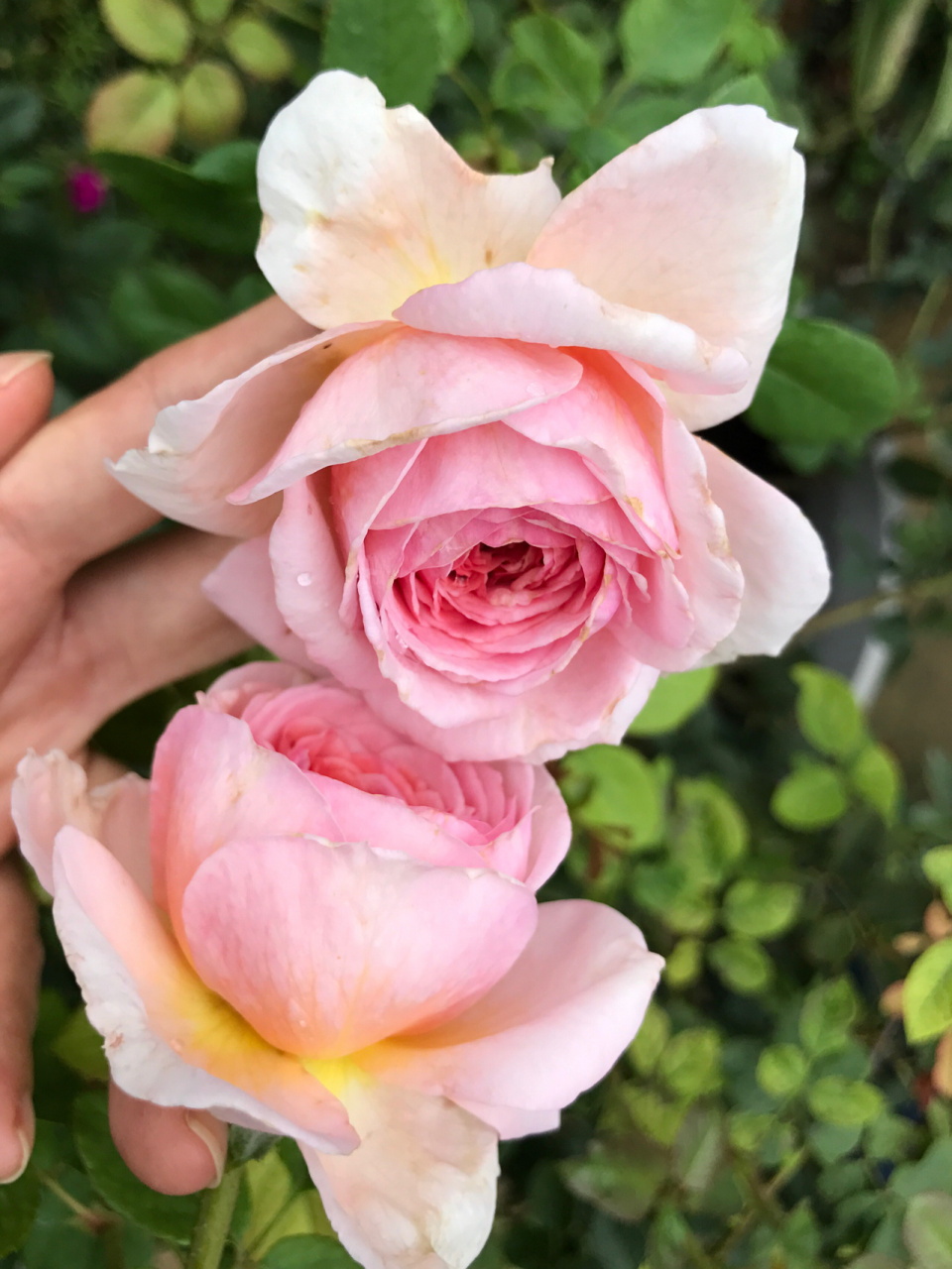 不用春化的藤本月季,威廉莫里斯冬花 威廉莫里斯勤花,花开四季,冬天也