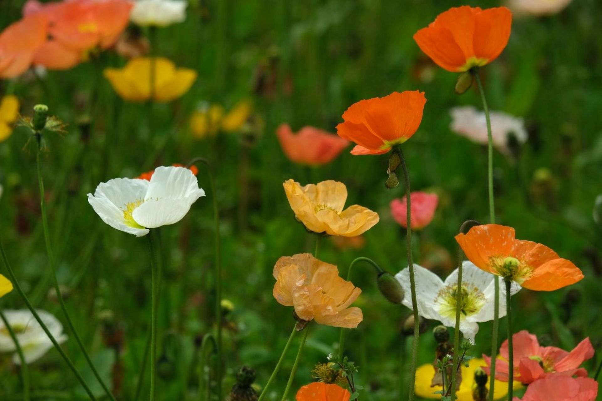 野罂粟花 俗称冰岛罂粟或冰岛虞美人,因为人类的培育而有了从白色到