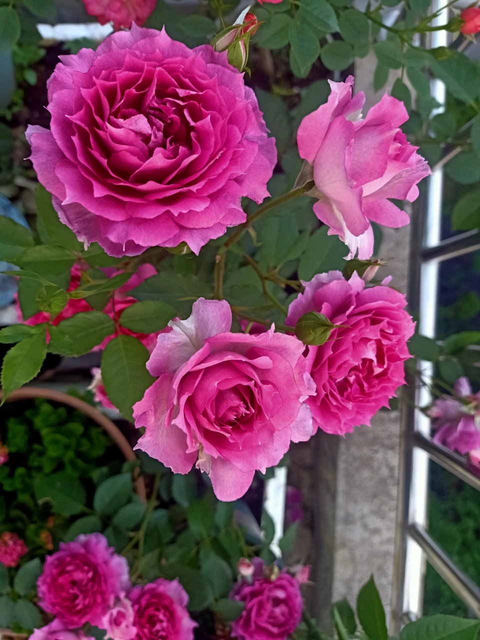 月季品种七:天方夜谭,抗性强 浓香,不耐晒