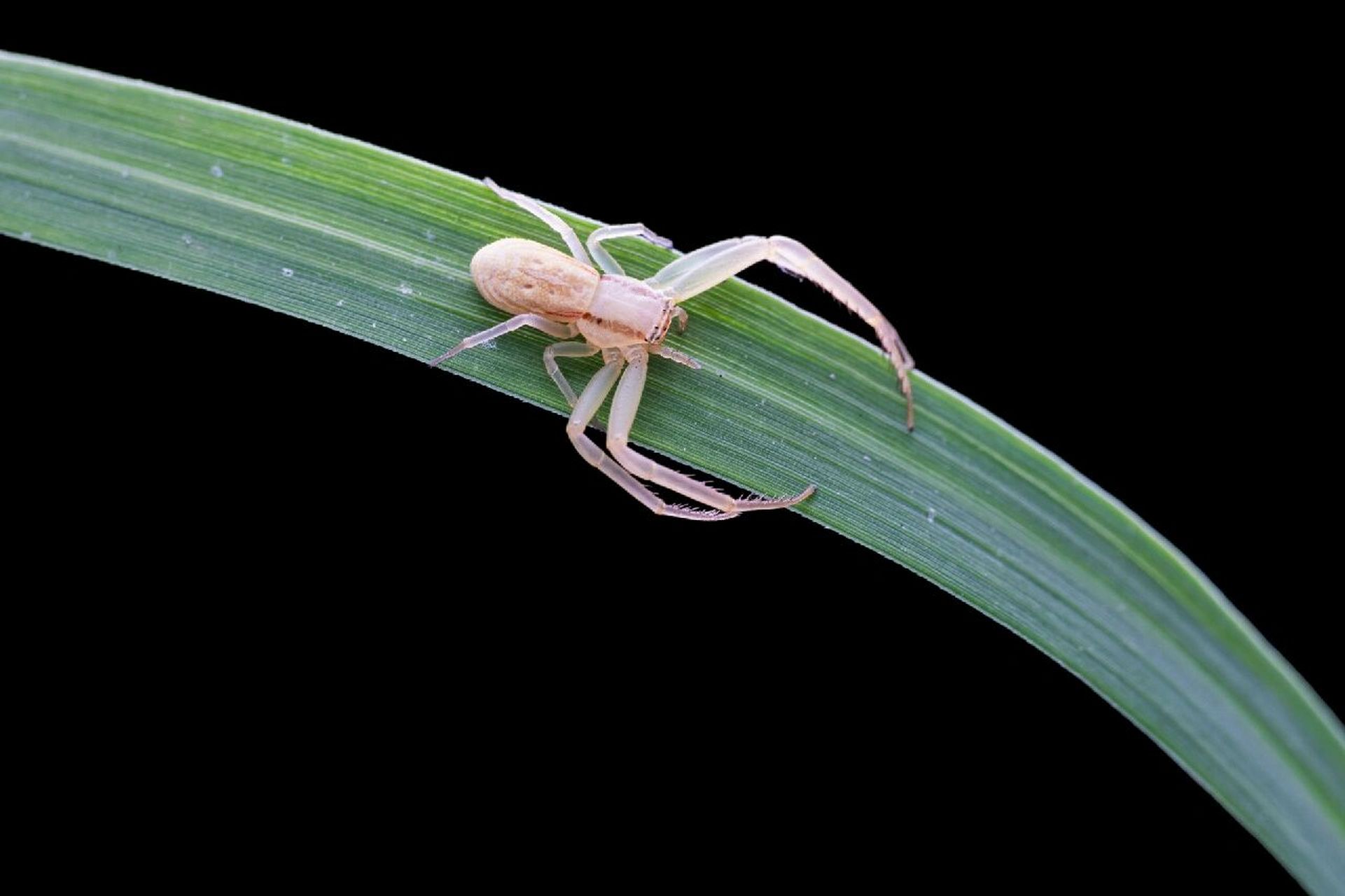 夏日昆虫|这些虫子你都认识吗?