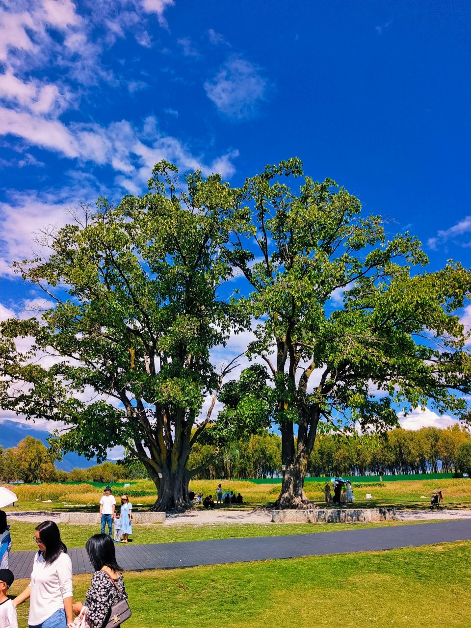 去喜洲古镇的时候,不要错过去海舌公园夫妻树噢,刘亦菲姐姐取过景点