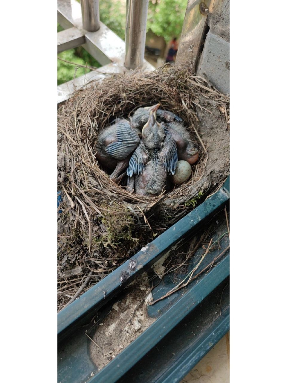 八哥来我家阳台生的04蛋 春天来了,八哥在我家阳台搭的窝生下了蛋