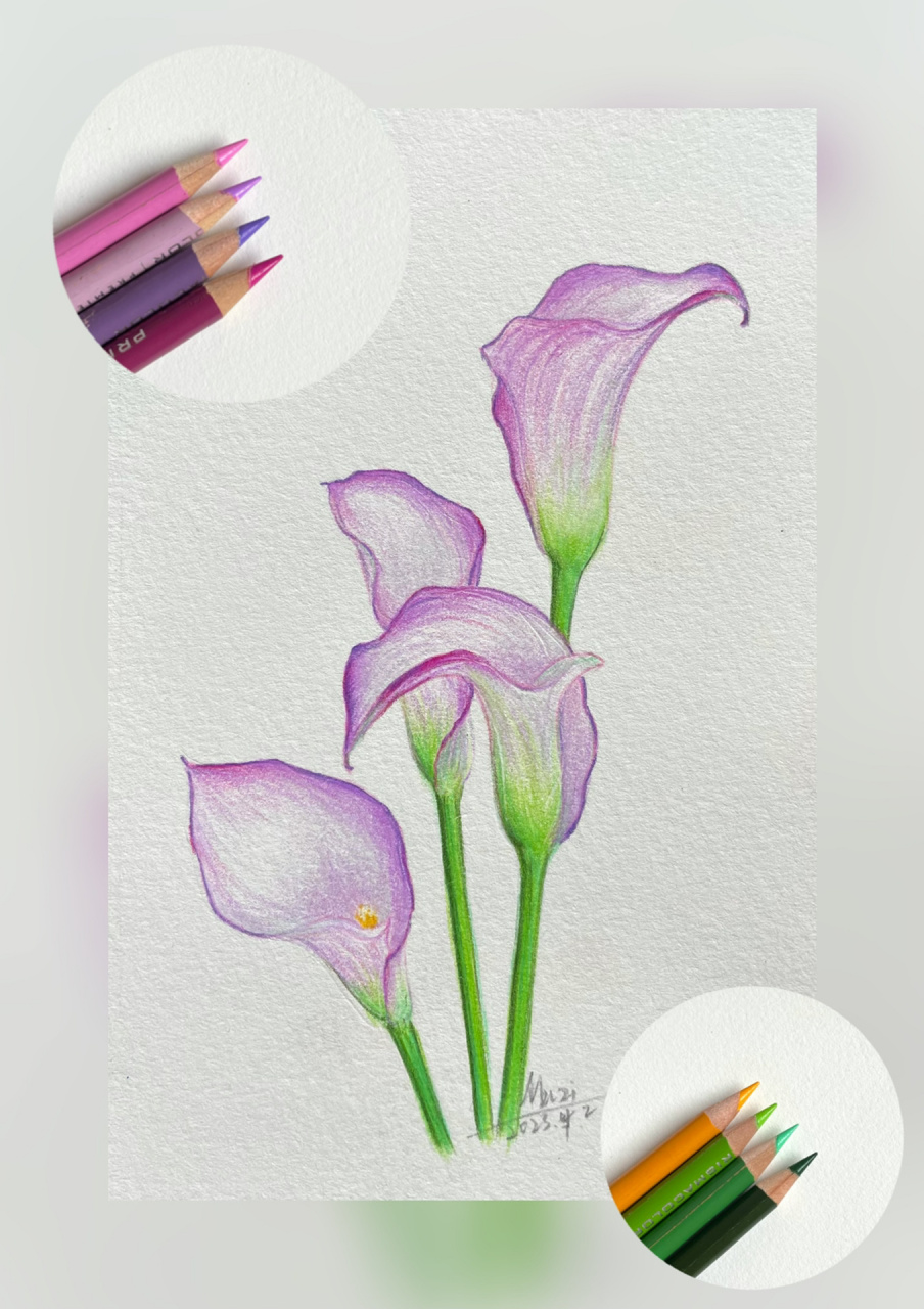 彩铅花卉(16)马蒂莲 马蒂莲的绘画过程步骤图             素材来源