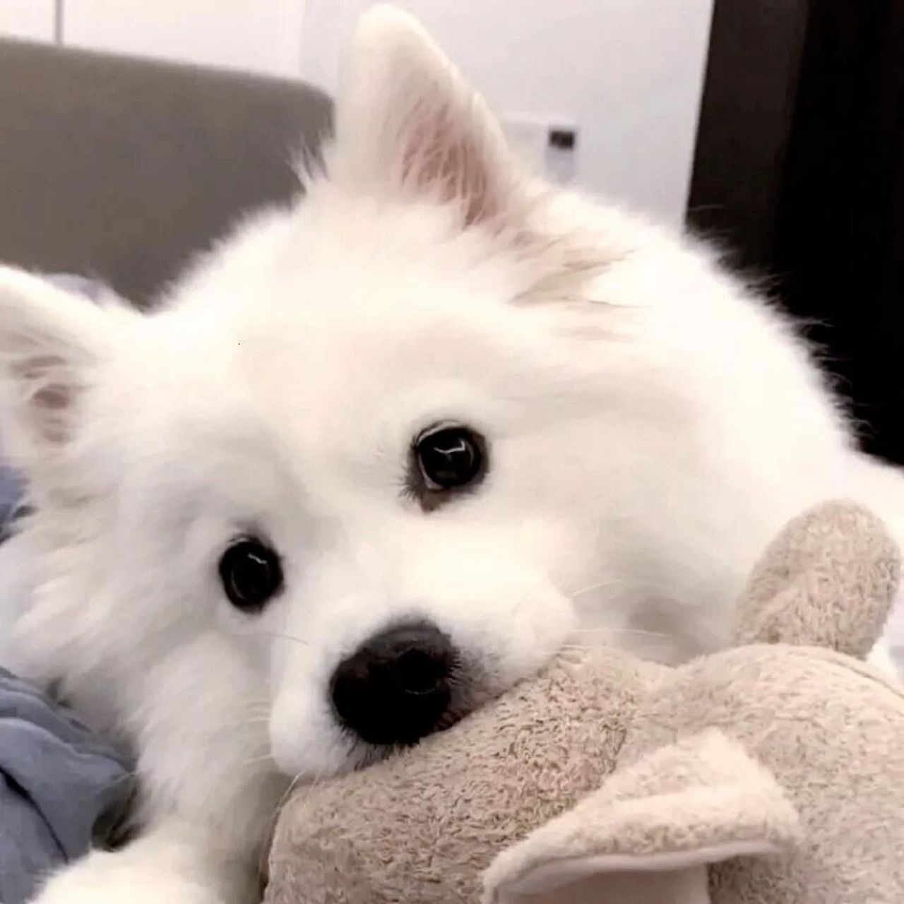 狗狗头像② 一波帅气又可爱的狗狗头像