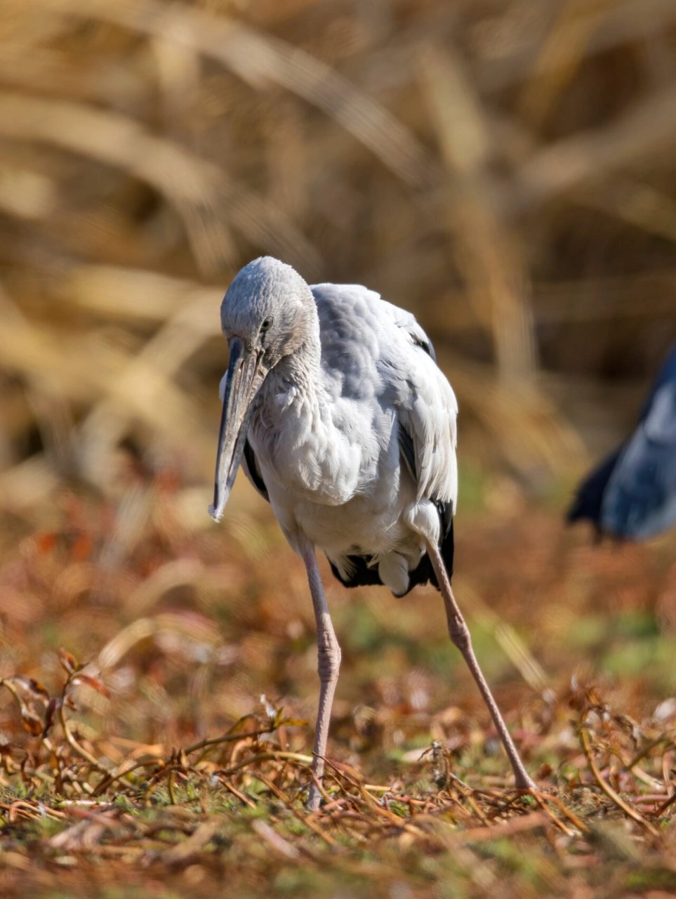 2 	 钳嘴鹳,鹳形目鹳科钳嘴鹳属.