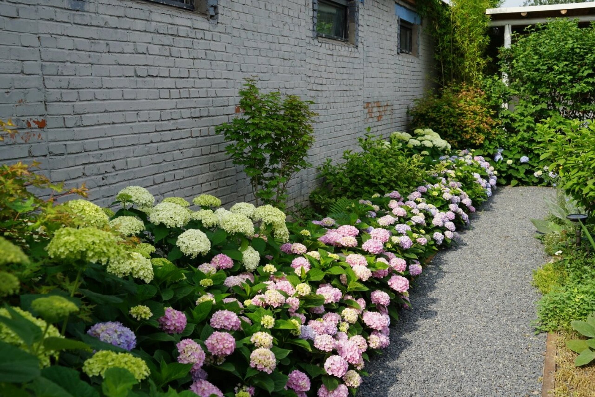 在北京种植无尽夏,如果想要开花开到爆,冬天肯定需要采取保护措施