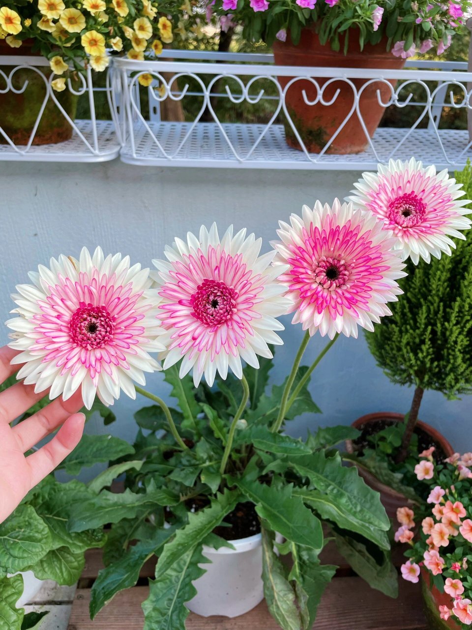 非洲菊好养,但我要弃坑了 非洲菊花色多样,且单朵花花期特别长,养护