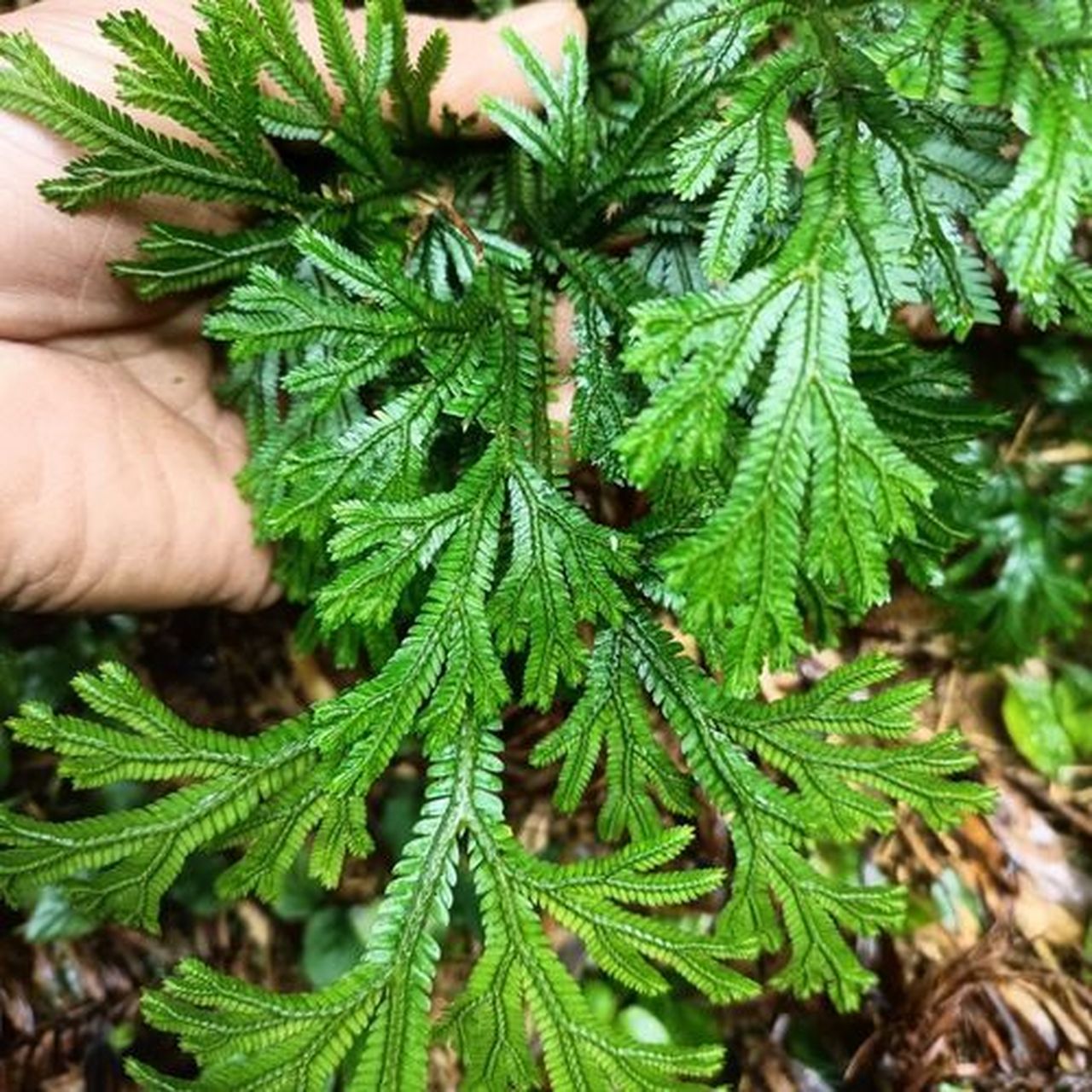 一个抗癌中药99石上柏,清热解毒活血消肿 世间人最贵,万物草最真