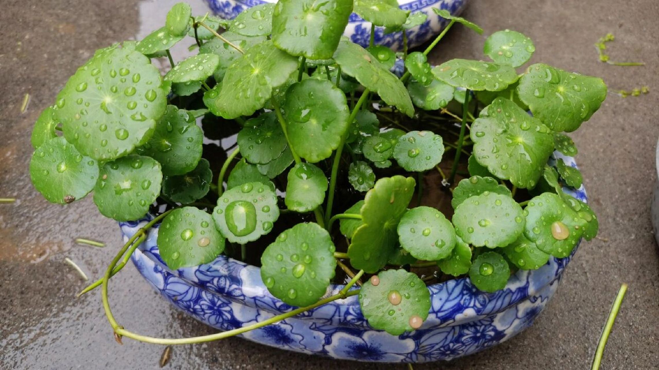 香菇草适合粗放粗养,只要给它足够的阳光和水,就可以长的非常快. 2.