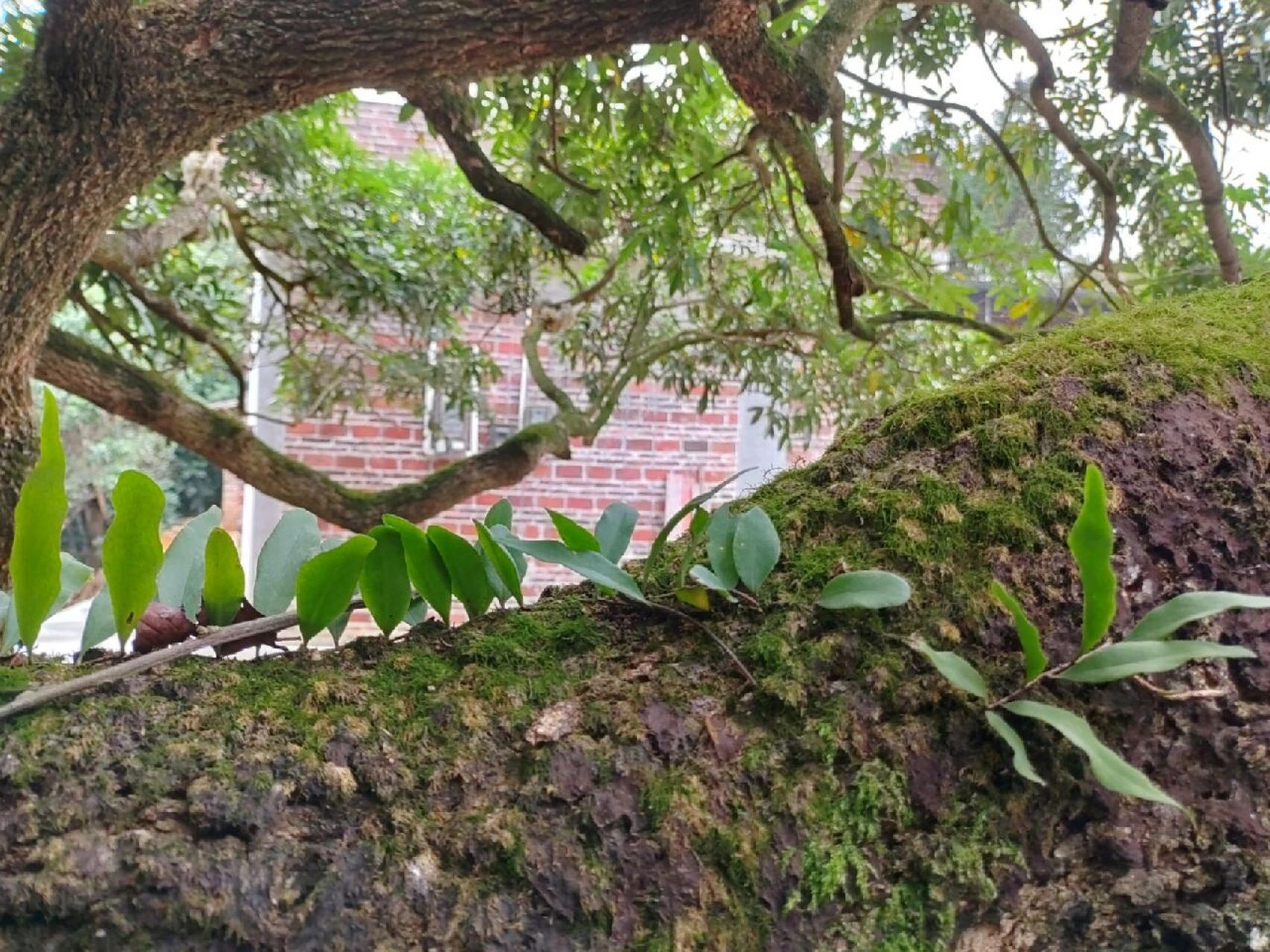 本土原生中草药材(14)小叶石韦 小叶石韦 利水通淋,清肺止咳,凉血止血