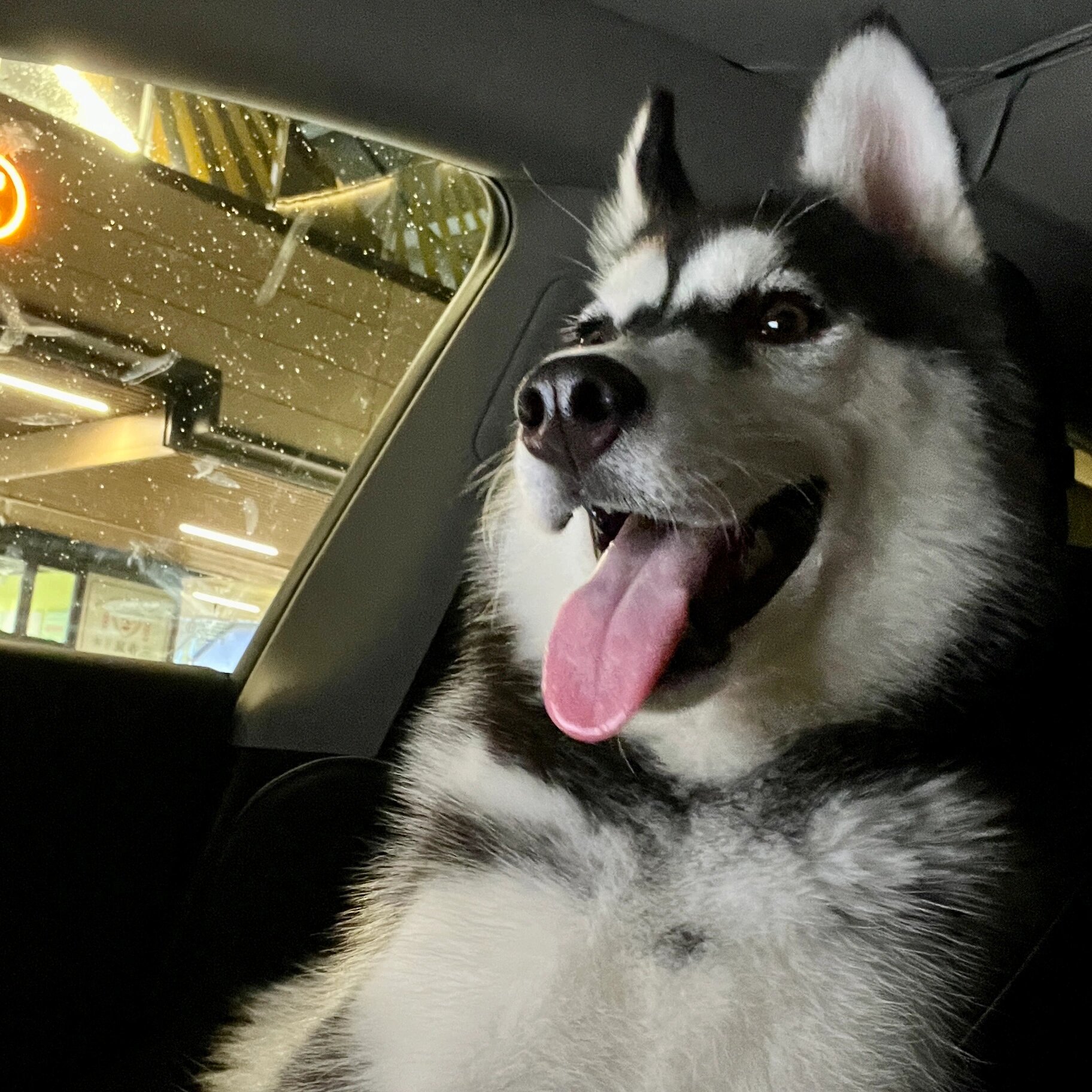 哈士奇狗狗头像 get