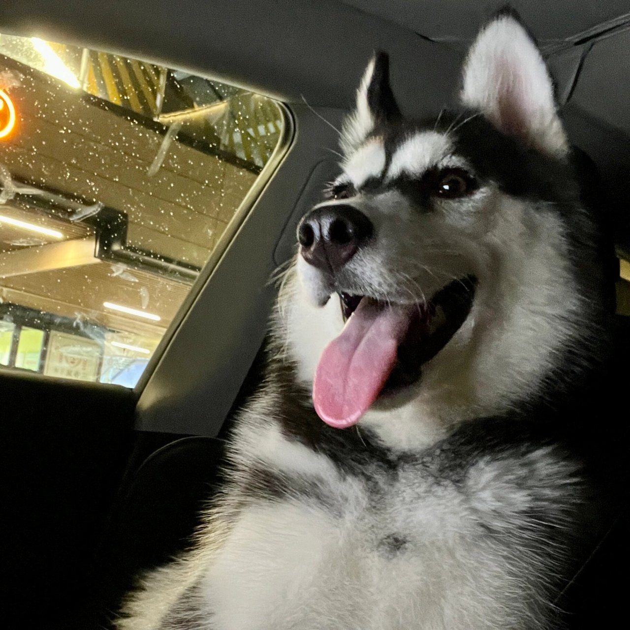 哈士奇狗狗头像 get