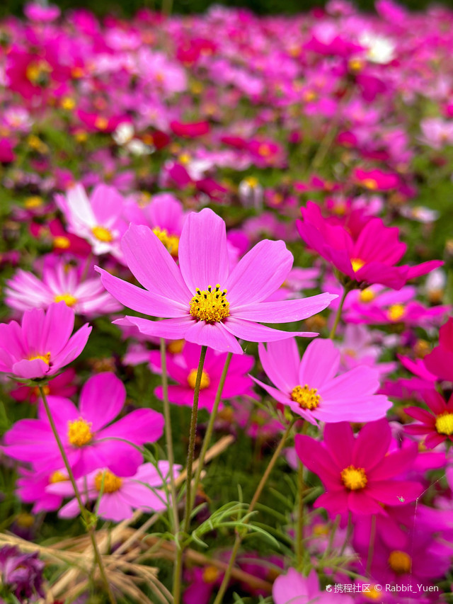 平沙格桑花海图片