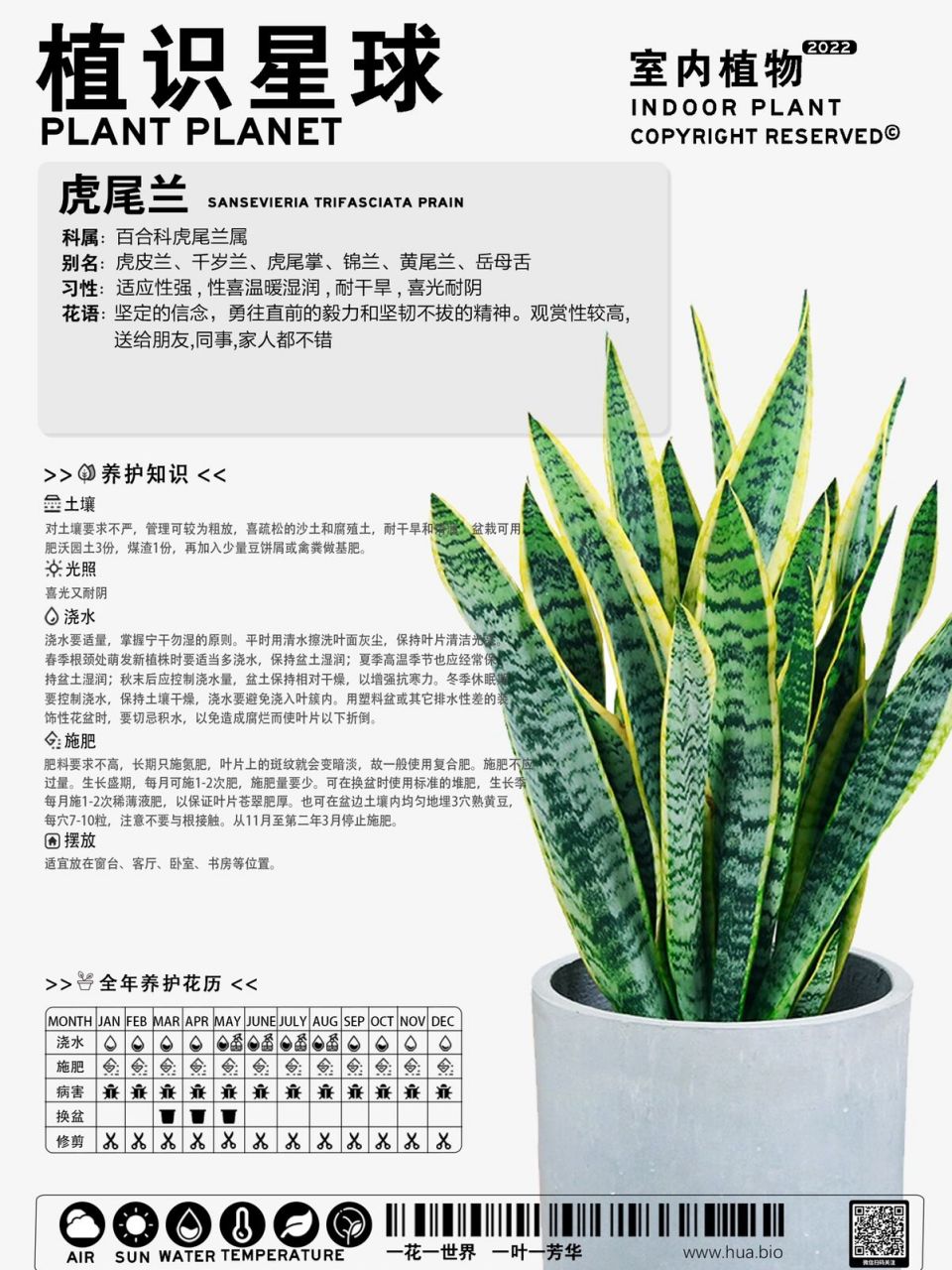 室内植物 虎皮兰养护方法 知识卡片 #花卉绿植# #室内植物# #养花知识