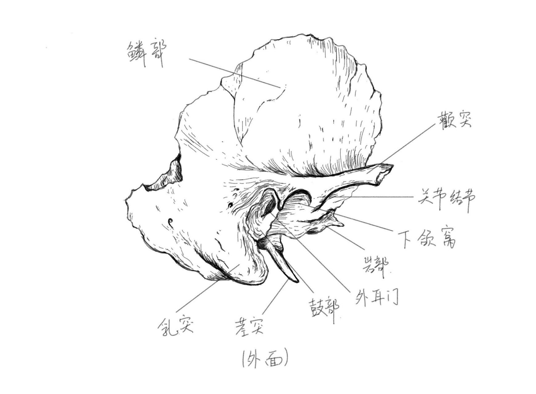 颞骨～手绘   颞骨位于颅骨两侧,并延至颅底,参与构成颅底和颅腔侧壁