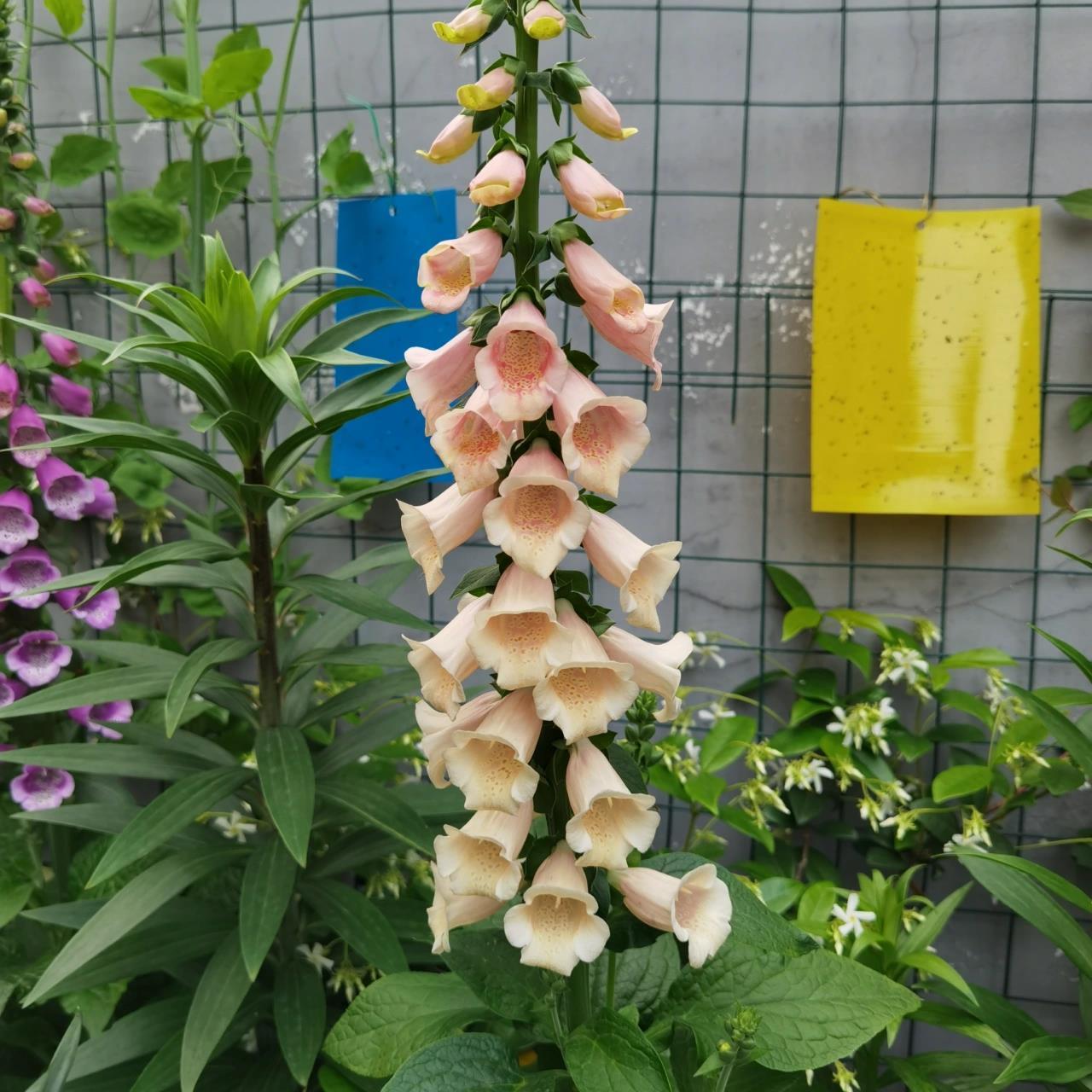 我妈夸我这芝麻花长得真茂盛 #毛地黄 我去找了一些芝麻开花的图片看