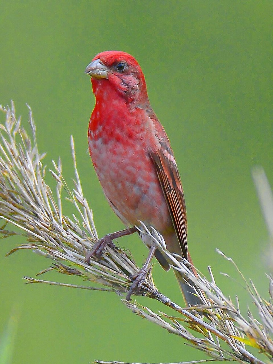普通朱雀—麻料 普通朱雀又名麻料,是北方非常受欢迎的笼养鸟,它体型