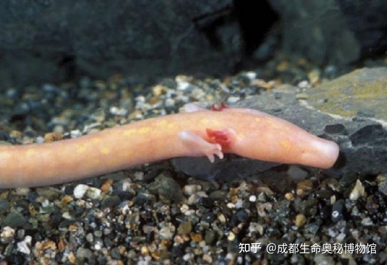 洞中龙之子洞螈