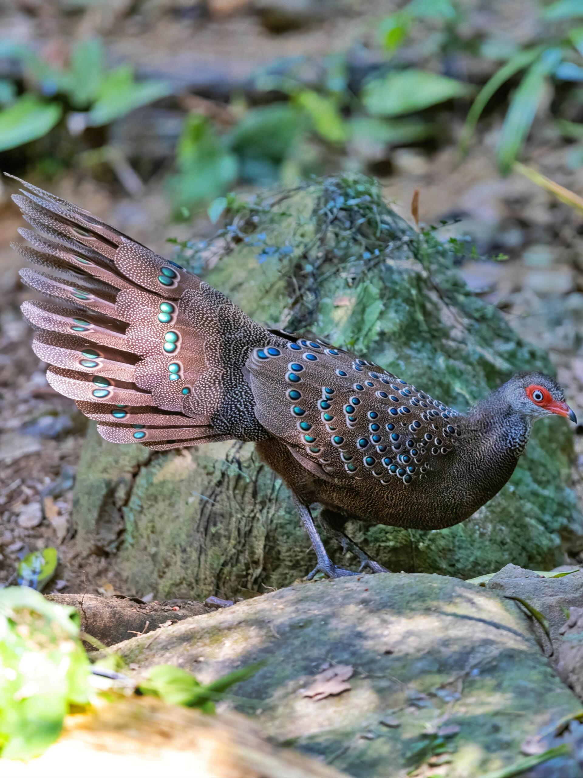 终于去看了心心念念的海南孔雀雉