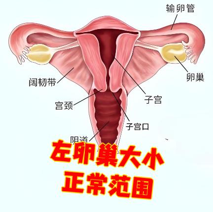 左卵巢大小正常范围
