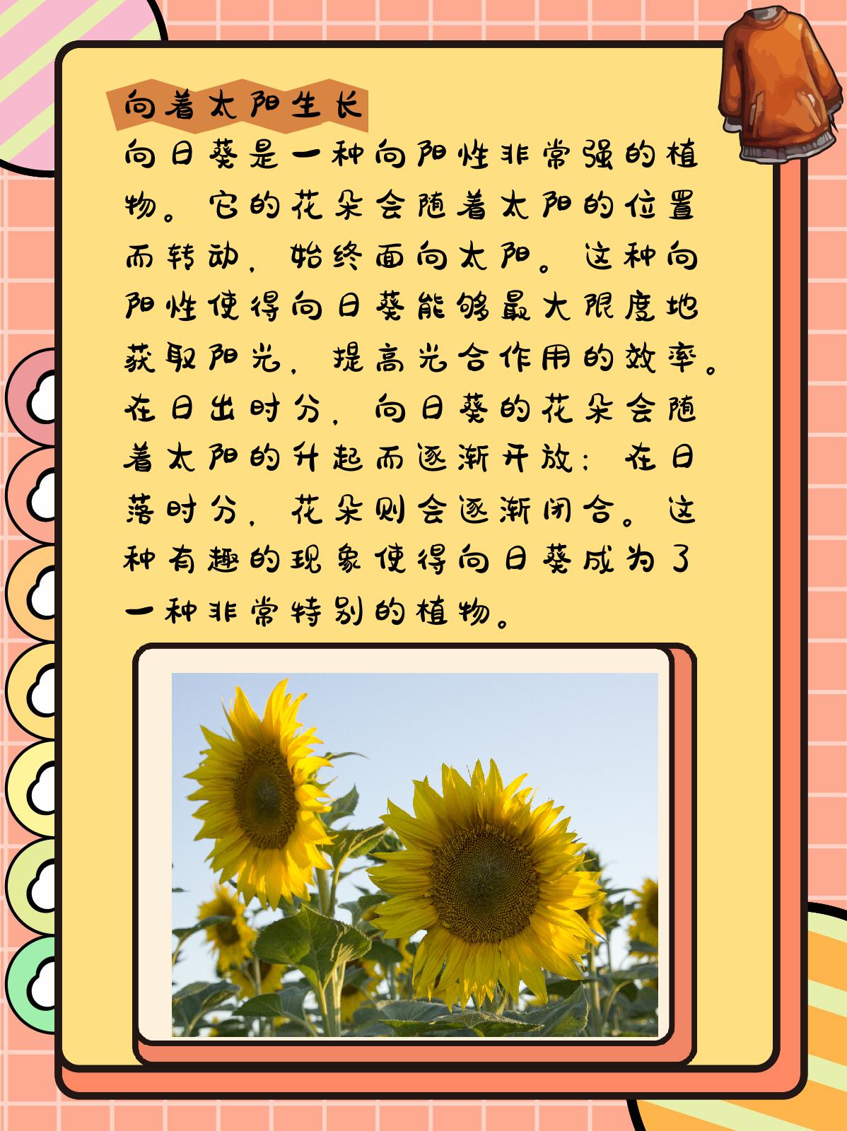向日葵的特点有哪些