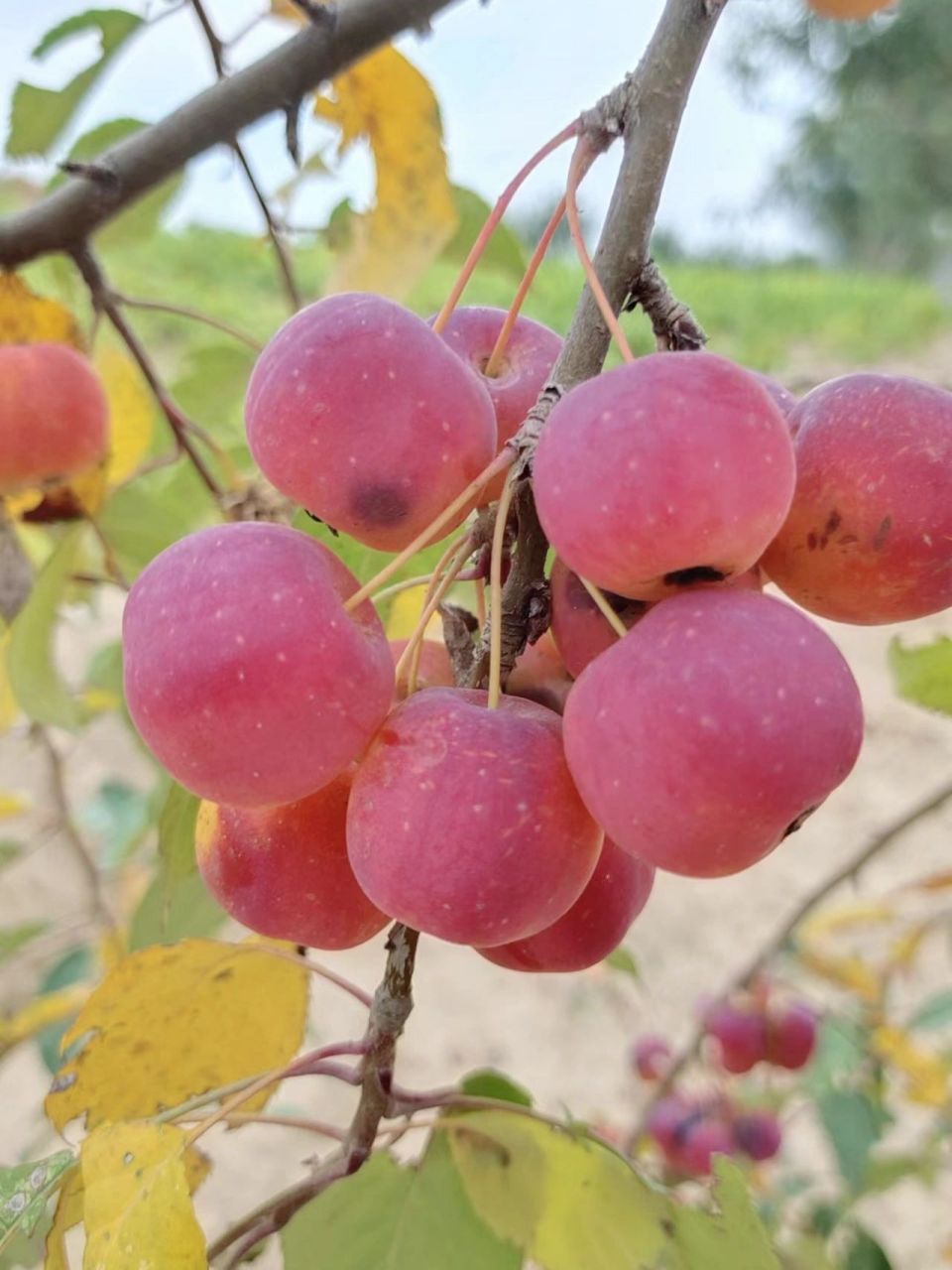 楸子(学名:malus prunifolia (willd.) borkh.