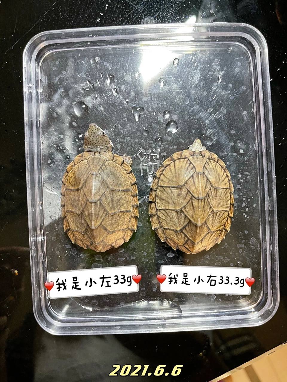 甲背 首先我们仔细观察一下剃刀龟的背甲,如果背甲