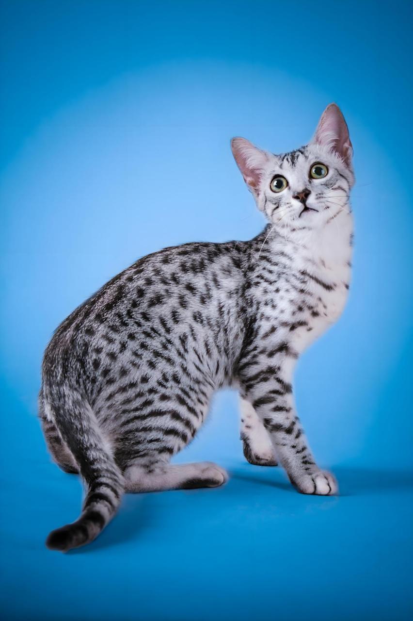 今日主角——埃及猫 埃及猫,又称埃及神猫或法老王猫,在艺术和文化中