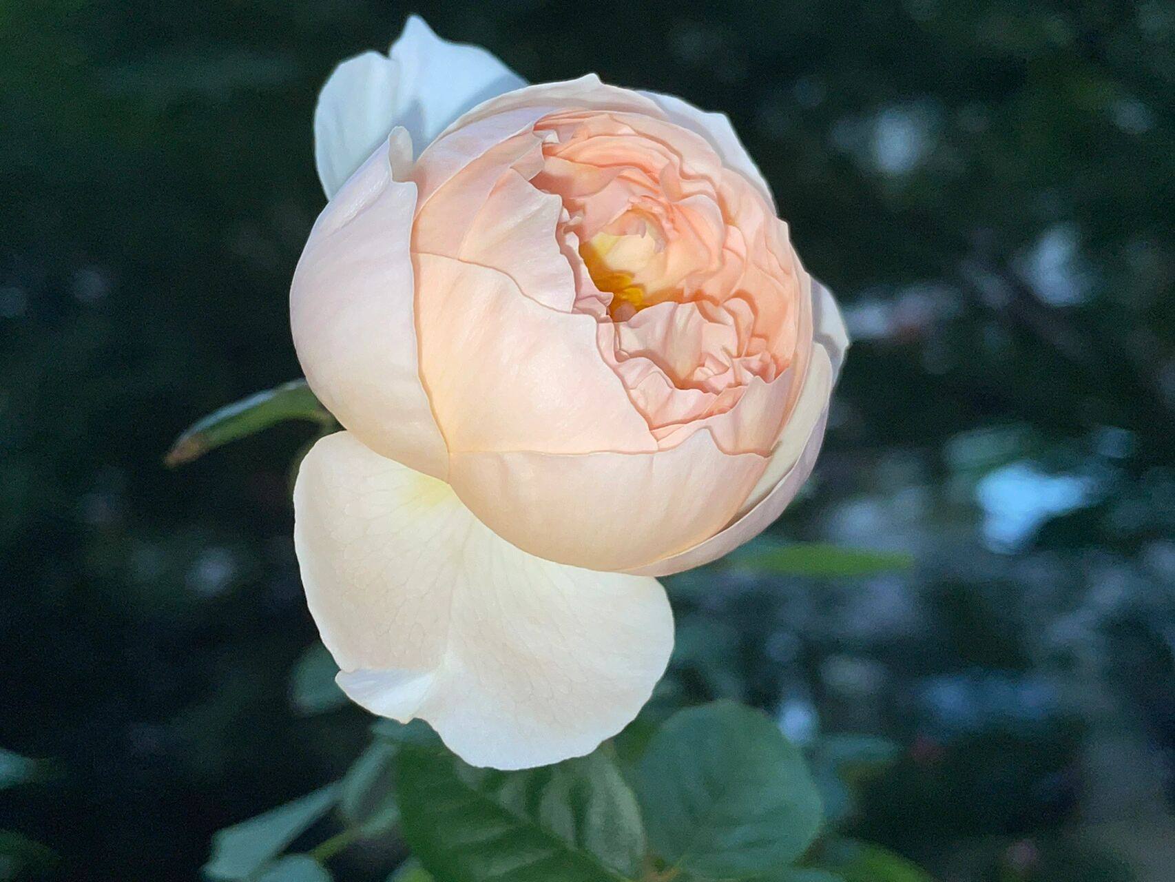 月季:天狼粉妍 花苞期是个可爱的小蛋蛋 打开后很仙!