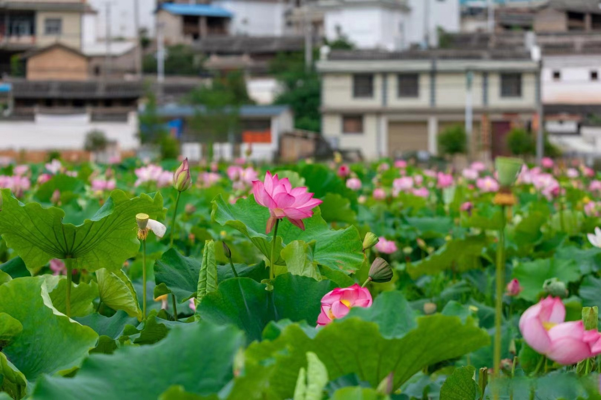 野鸭湖坐落施甸以南,姚关镇以北,距县城16公里,姚关集镇2公里,是姚关