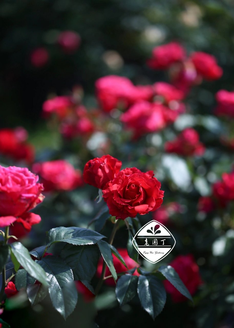 河本月季1661556615:米迦勒 米迦勒 ミ力工儿  michael 大