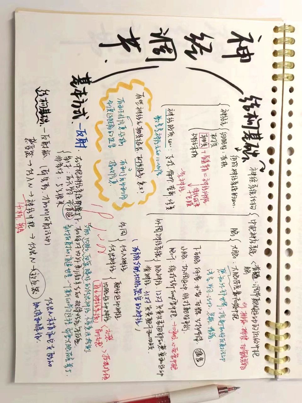 高中生物选修一思维导图75神经调节第一弹75 放假快乐!