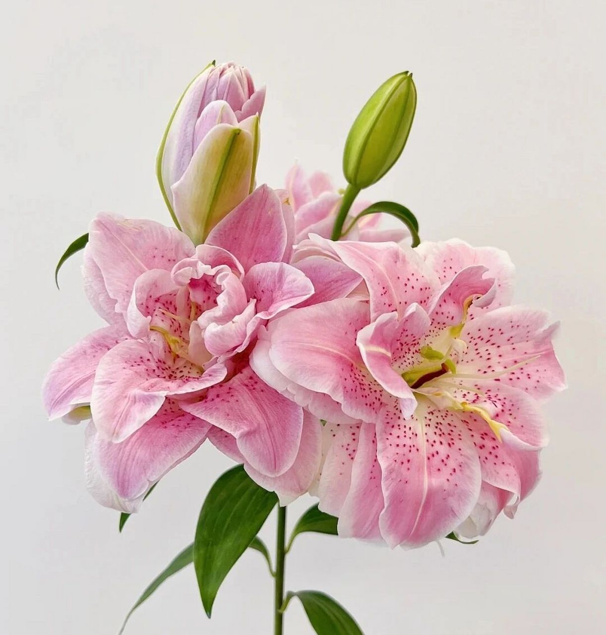 粉色百合花的寓意图片