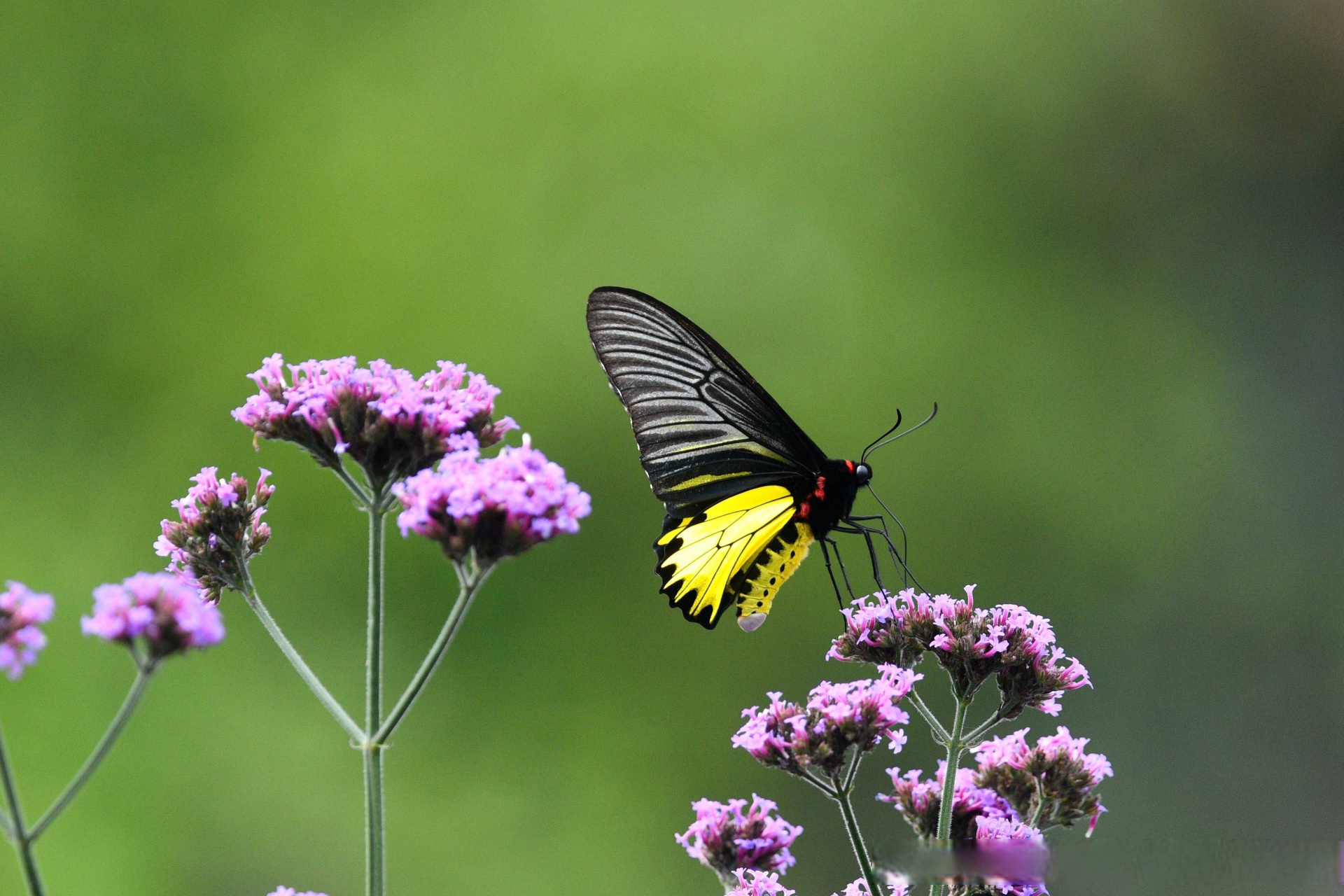 魅力腾冲# 【国家二级保护动物金裳凤蝶现身腾冲曲石】近日,摄影师在