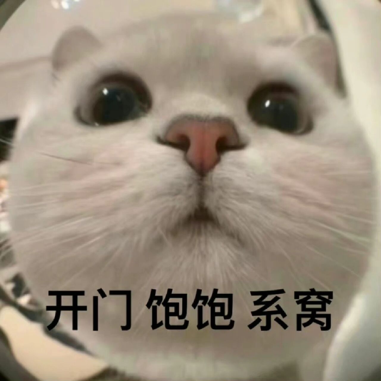 可爱猫猫开门表情包|开门 饱饱 系窝 猫猫好可爱好想rua一把