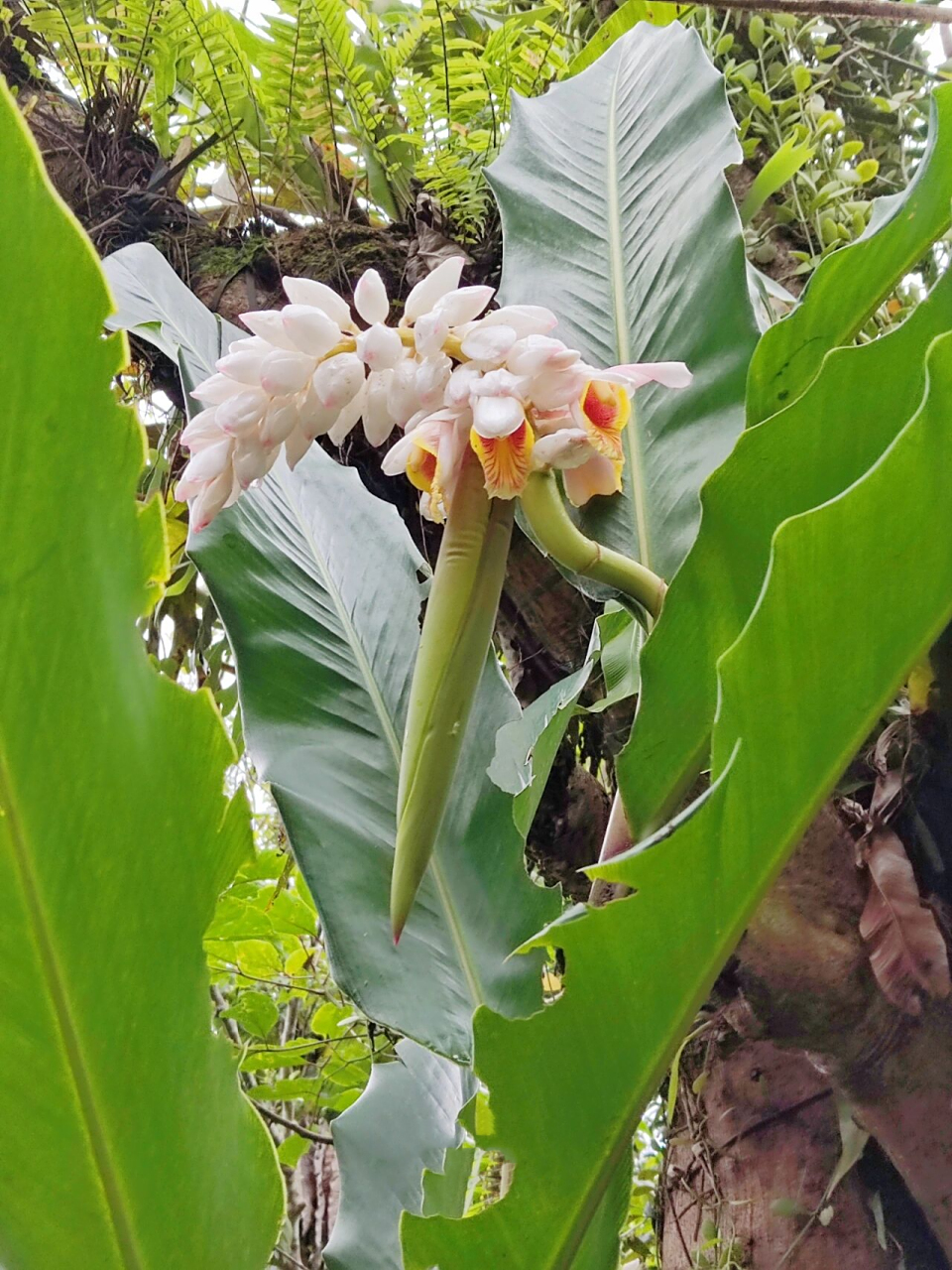 海南山姜 海南山姜 alpinia hainanensis k.