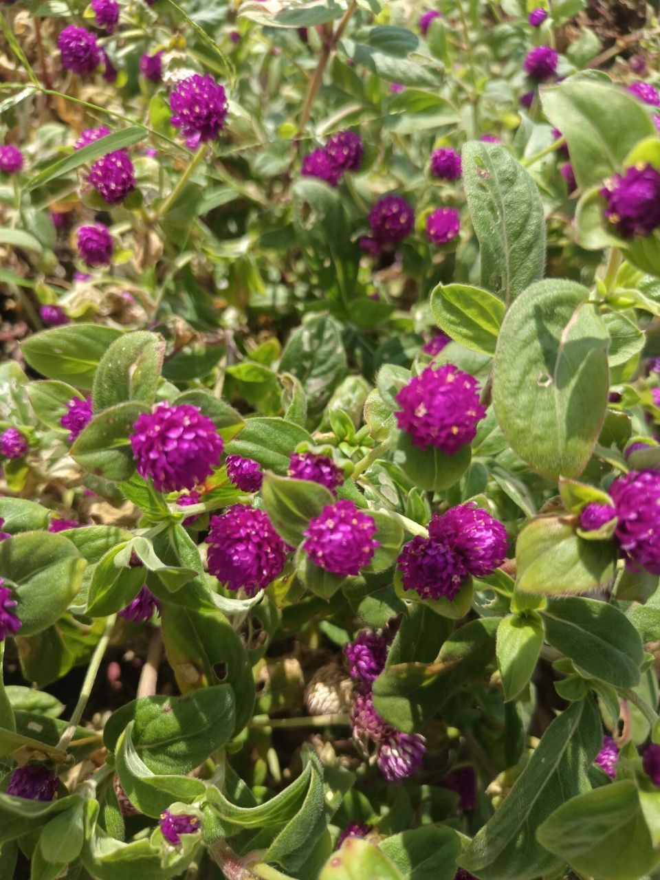 植物小科普～千日红 别名:百日红,火球花 科:苋科 特征:一年生直立