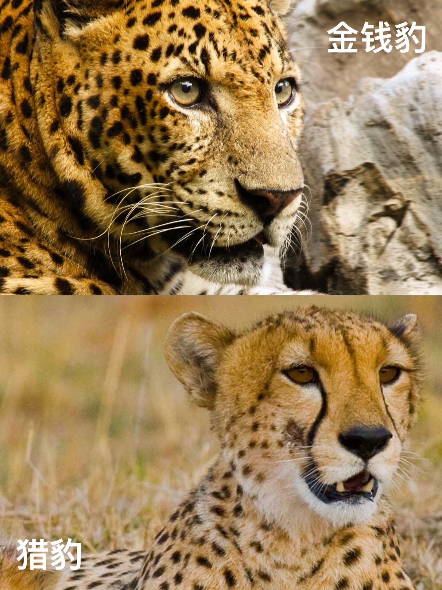 哪种是金钱豹leopard呢?