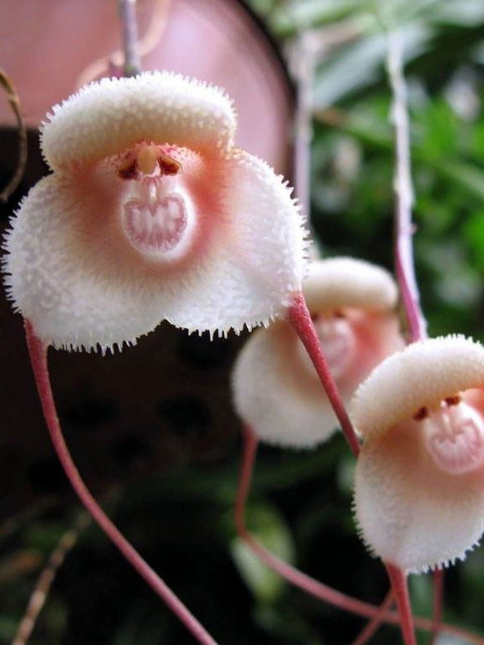 识花|满树挂着小猴子-猴面小龙兰 猴面小龙兰 学名:dracula simia 科
