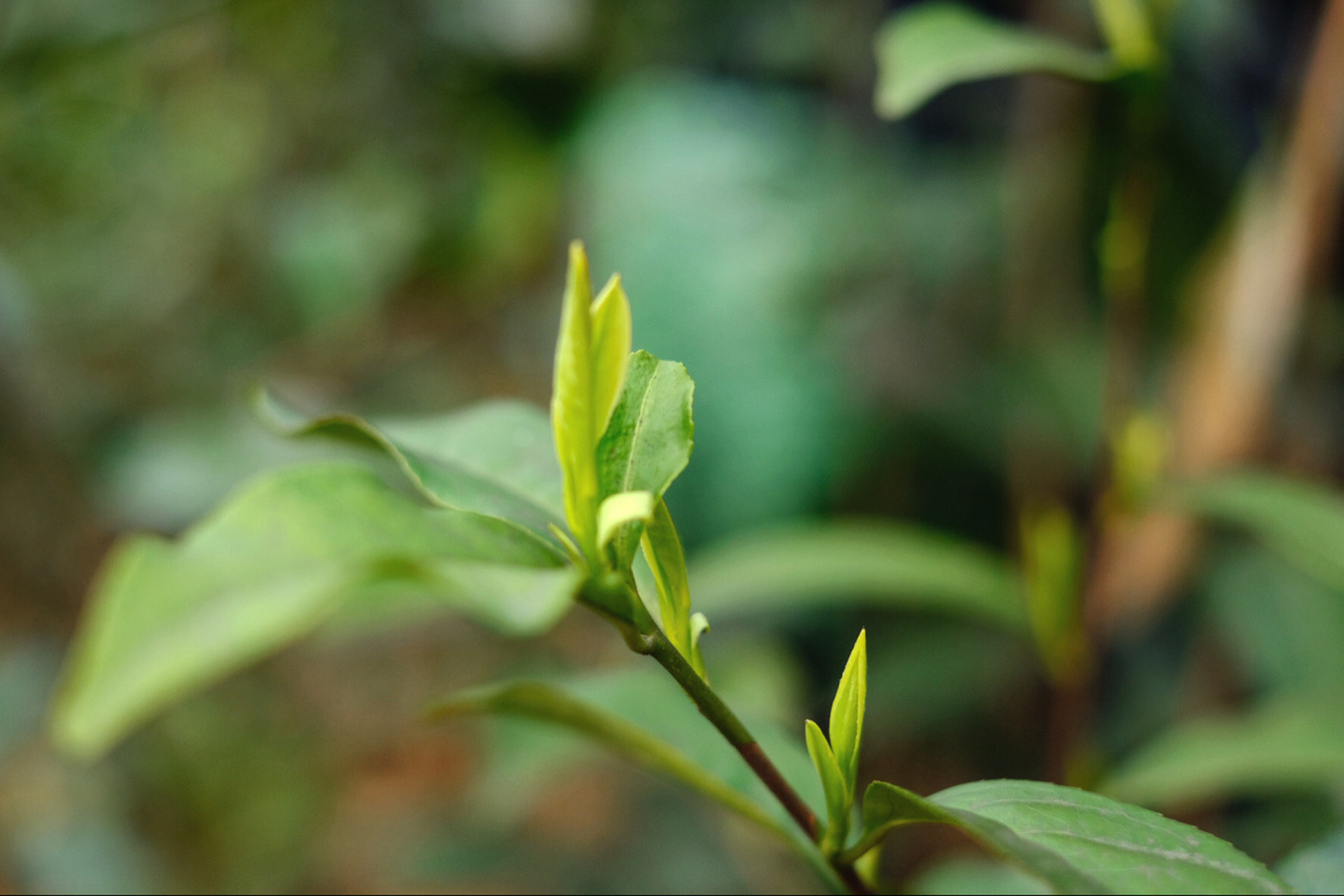 95洞庭碧螺春 |饮一杯江南的春天95 95 碧螺春是中国传统名茶