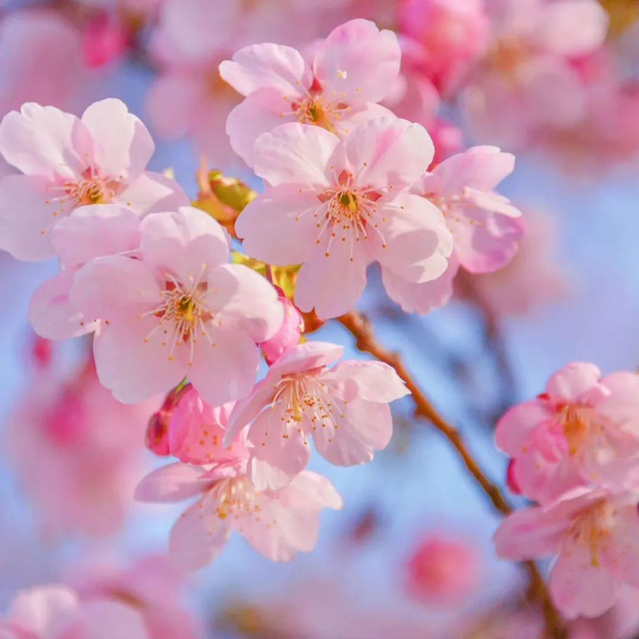 适合微信头像的花 适合中年人的微信头像:事事如意, 好运顺利|花开