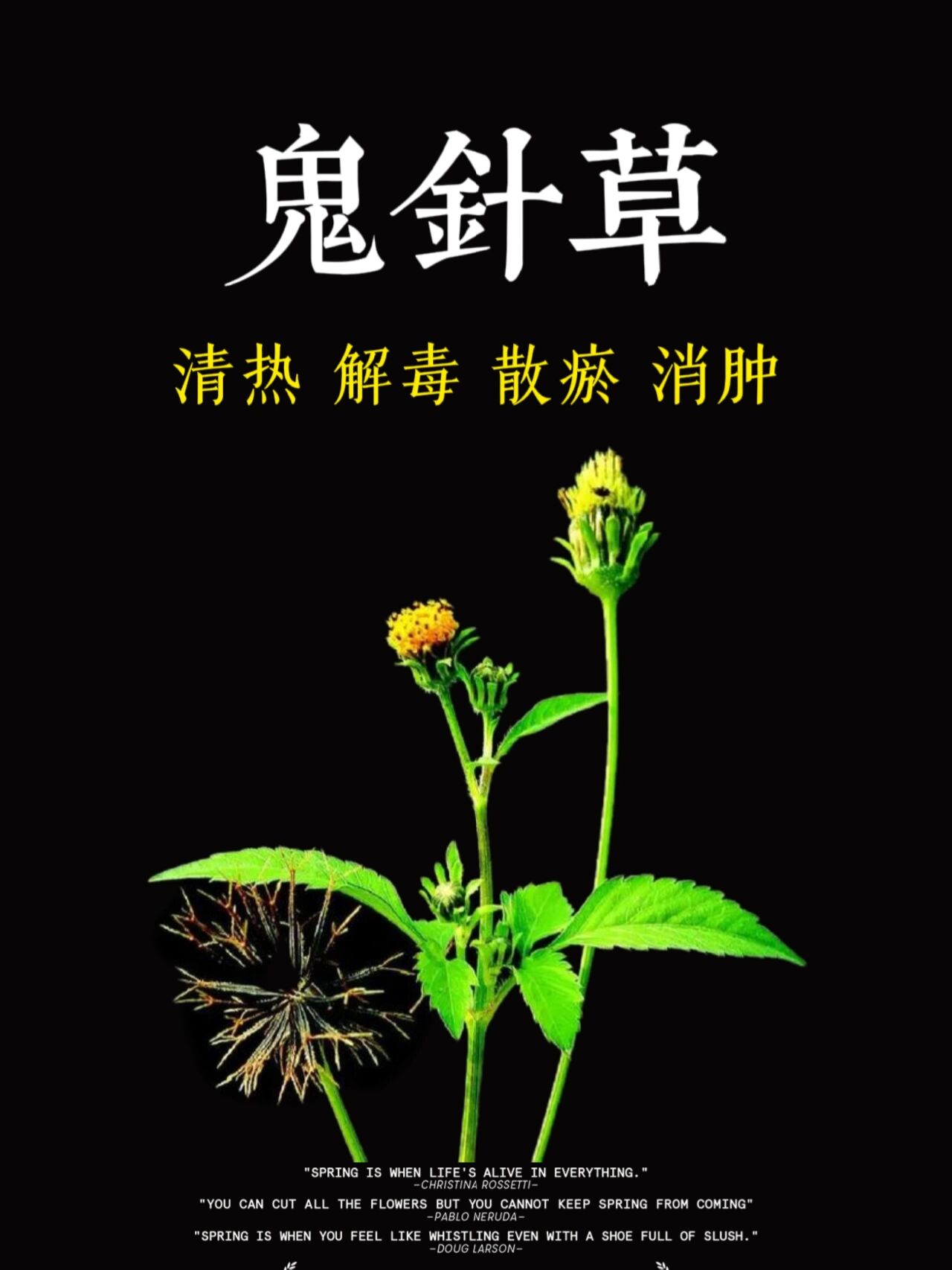 本草日记|鬼针草 中药:鬼针草 【基原】属菊科植物鬼针草全草 【异名