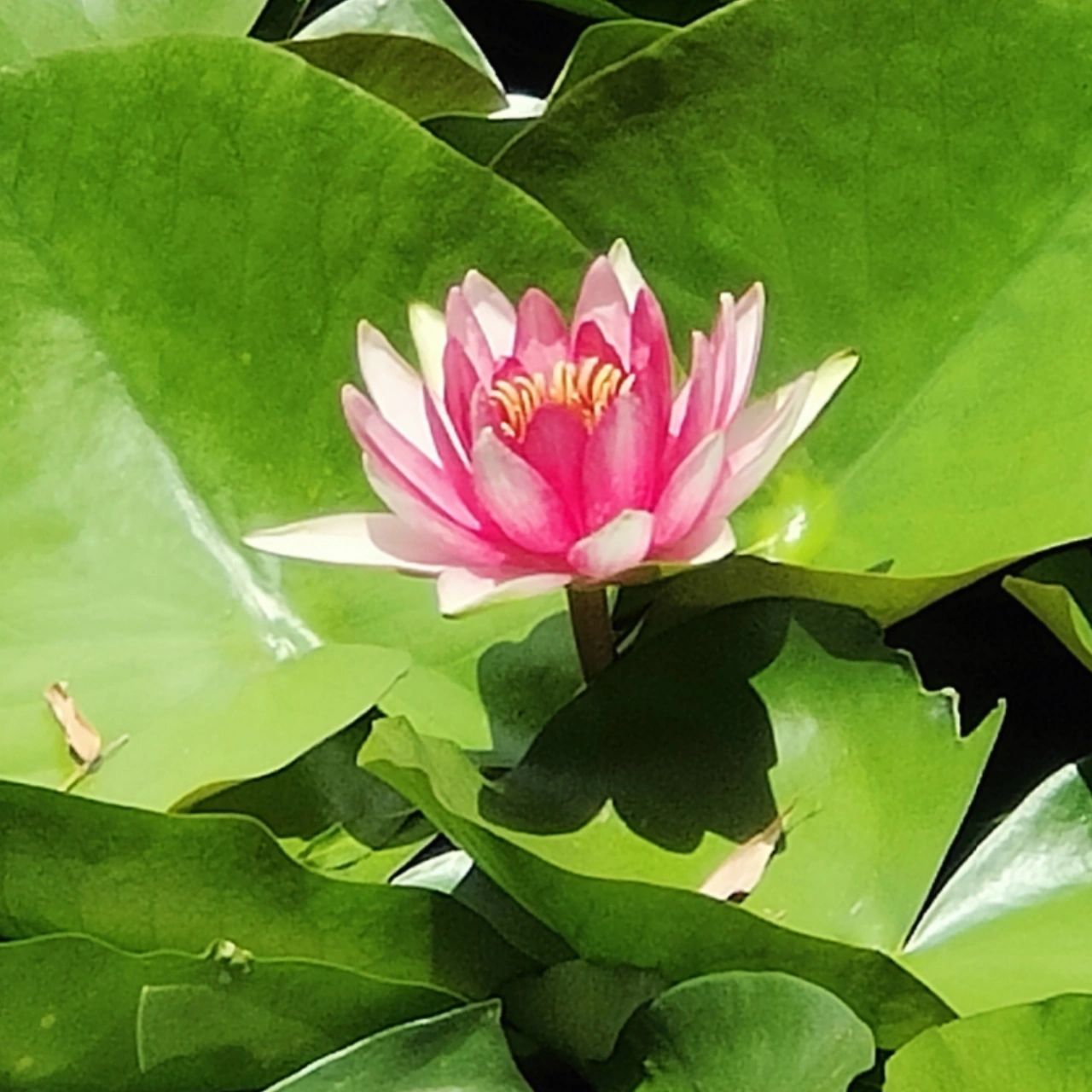 花开富贵头像(什) 家长辈的头像风格,有需要的可以保存,是自己拍的!