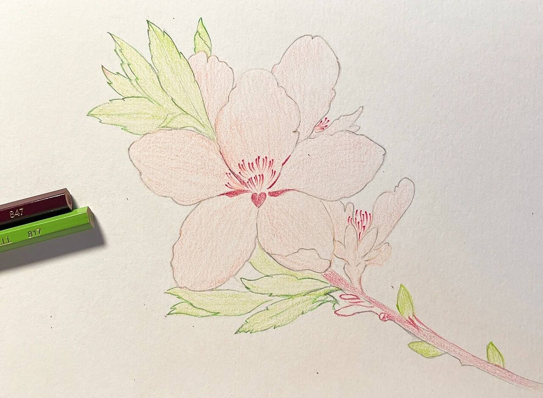 彩铅画#桃花#附详细步骤 色号 94桃花朵朵开,烂桃花你别来 94桃花