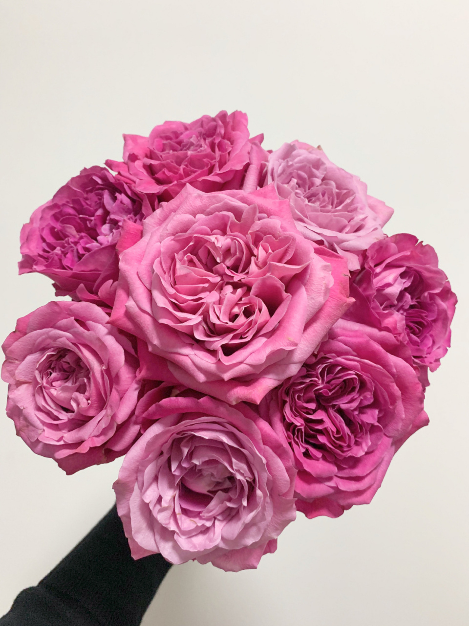 这是我至今为止,买到最满意的长相思玫瑰 第二次刷长相思玫瑰 之前在