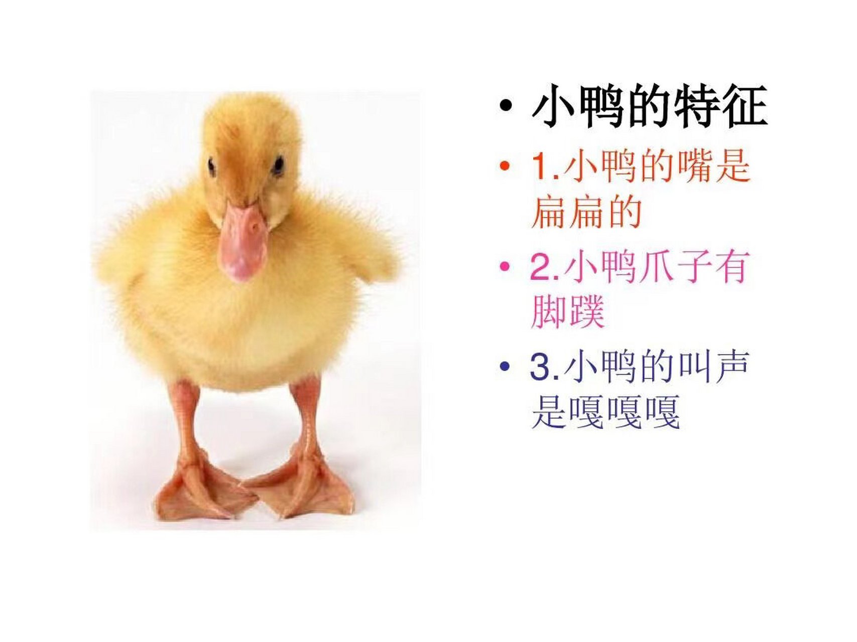 小鸡和小鸭ppt 幼儿园语言领域《小鸡和小鸭》ppt